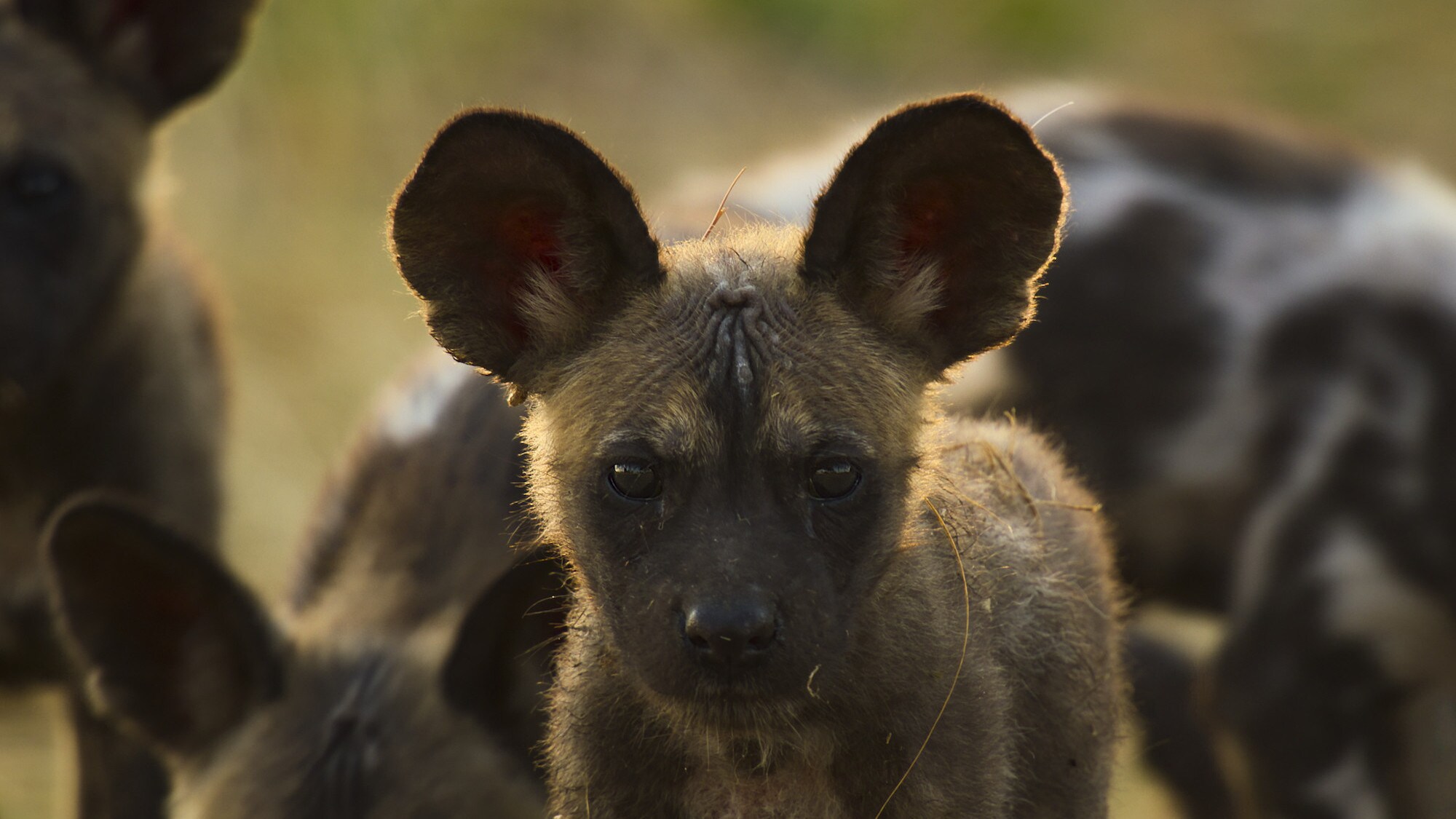 Pup looking at the camera. (National Geographic for Disney+/Bertie Gregory)