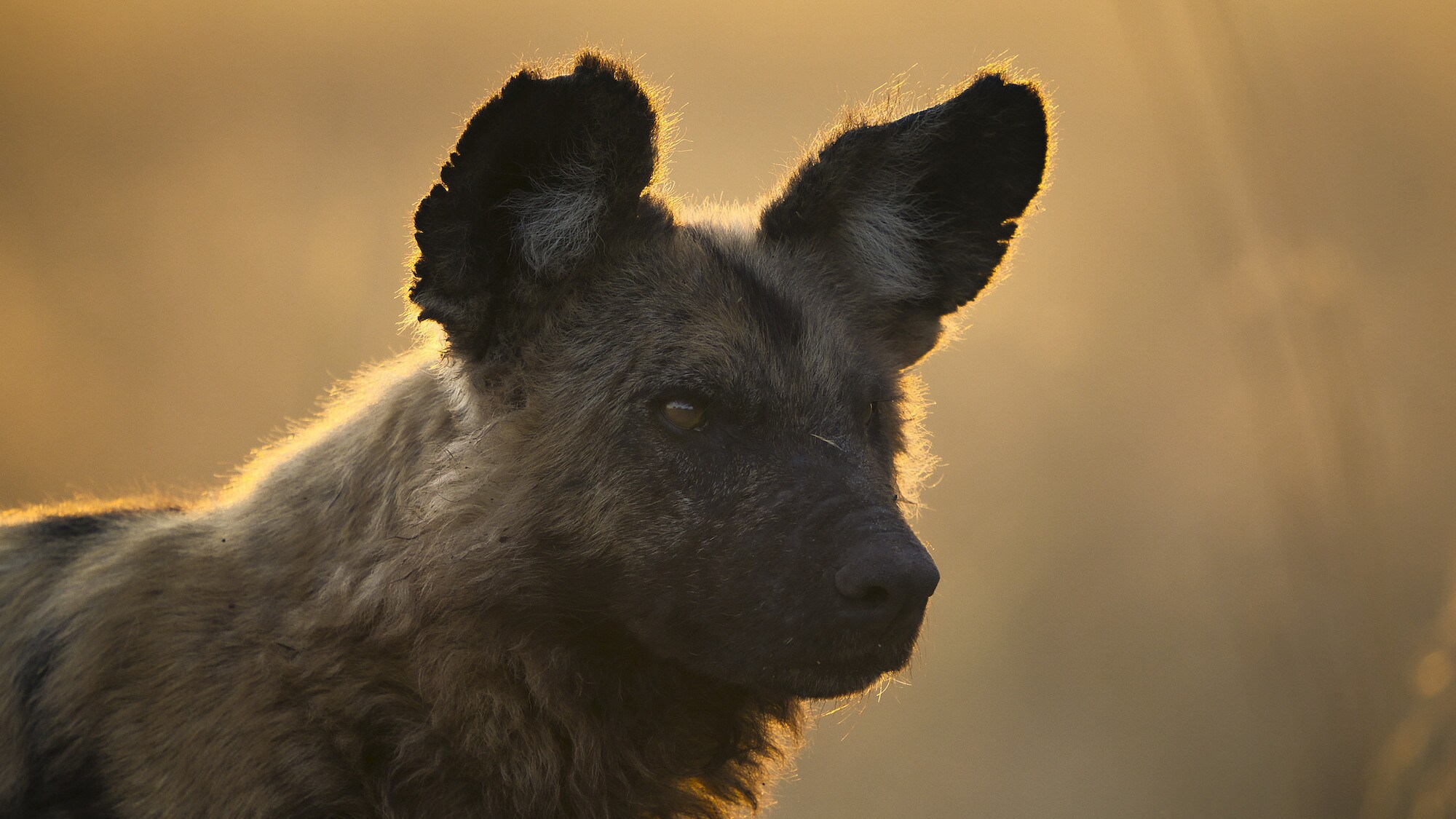 Wild dog looking past the camera in dusky light. (National Geographic for Disney+/Sam Stewart)