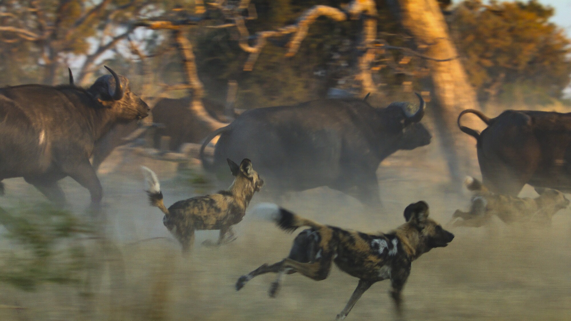 Wild dogs running along side Wildebeest. (National Geographic for Disney+/Sam Stewart)