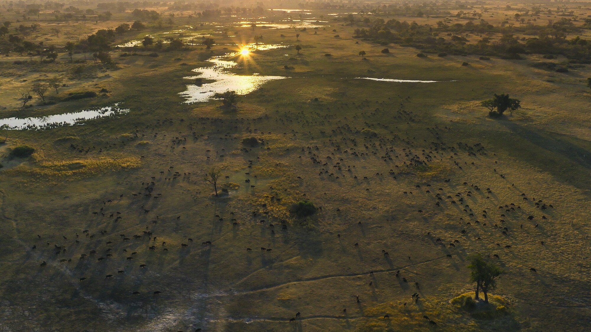 Aerial drone shot of plains full of cattle. (National Geographic for Disney+/Bertie Gregory)