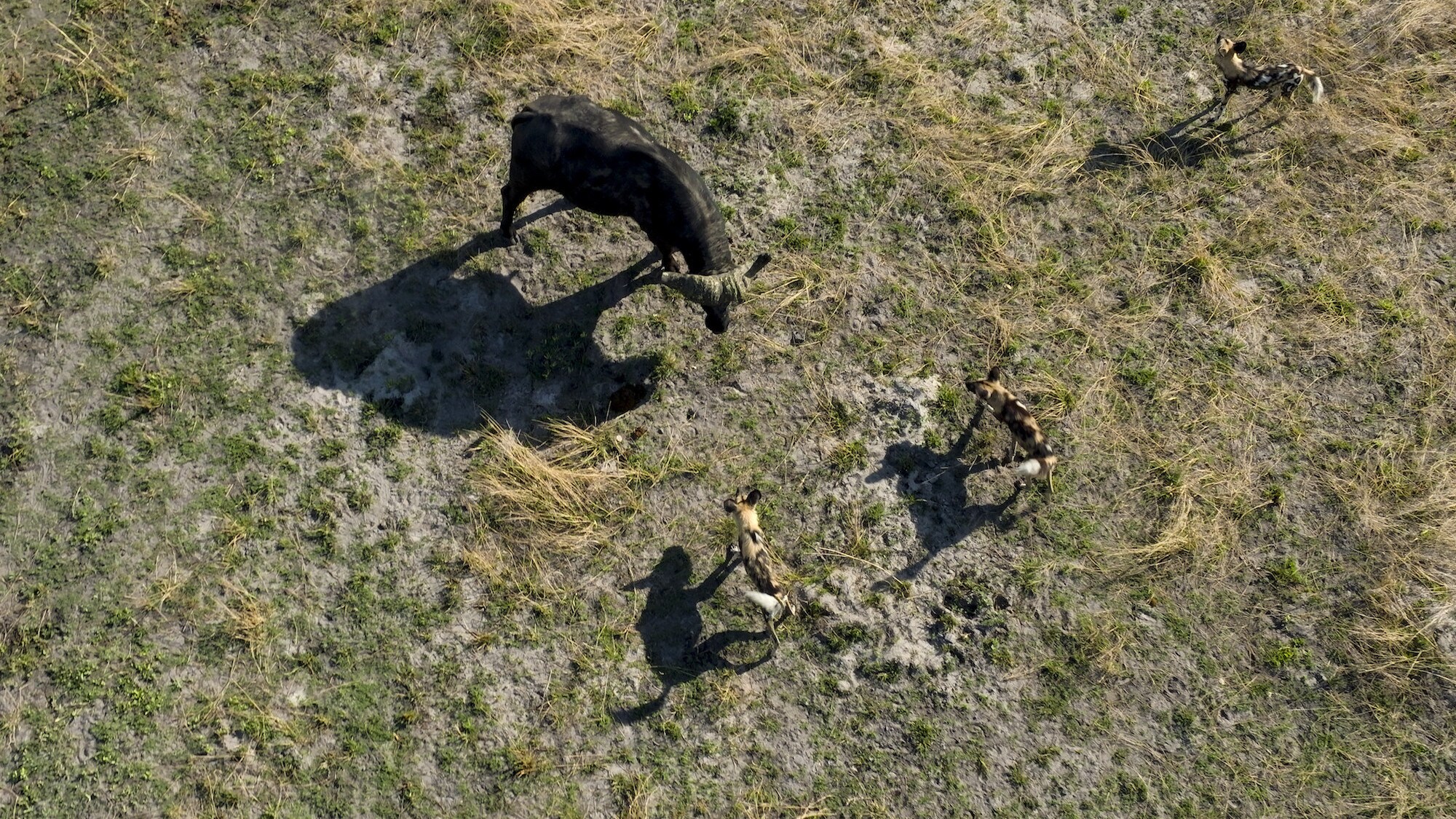 Aerial drone shot of three wild dogs facing down a wildebeest. (National Geographic for Disney+/Bertie Gregory)