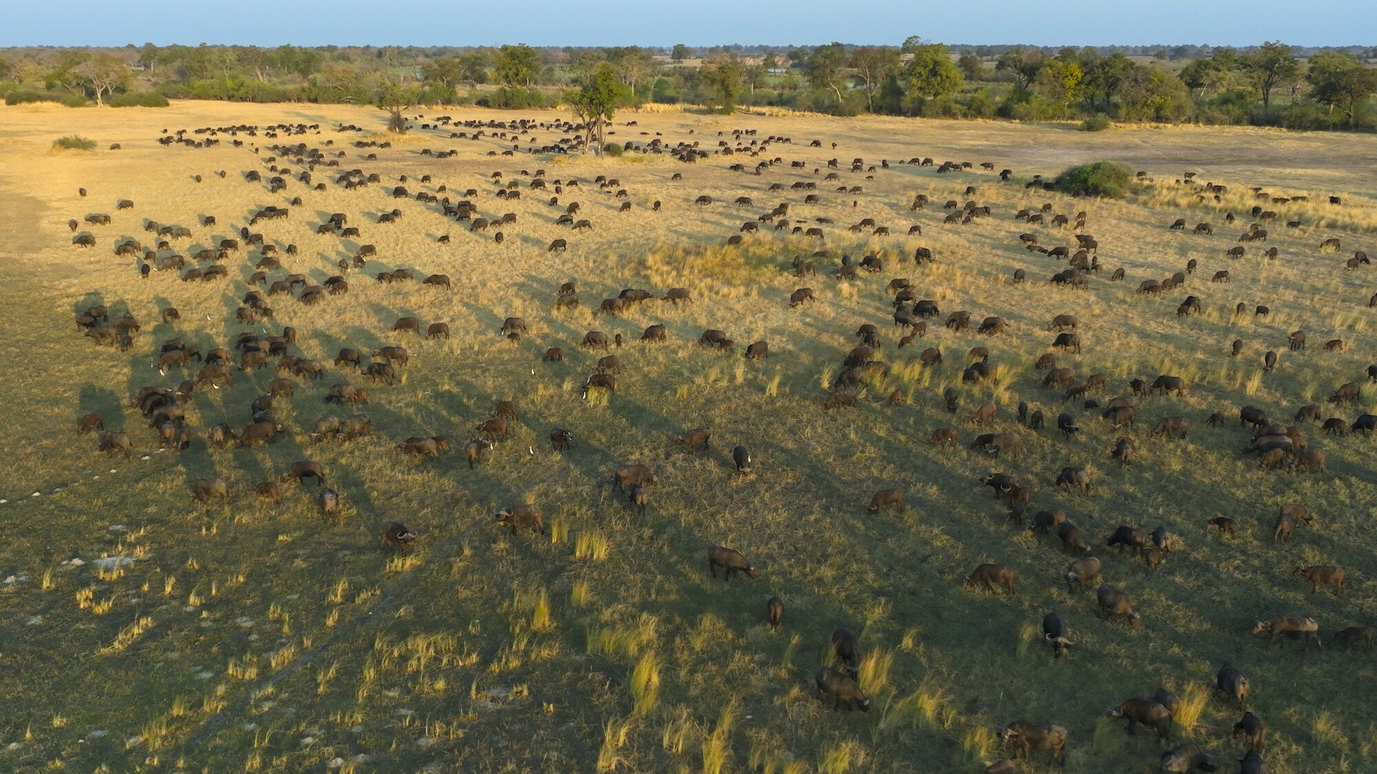 Cattle on the plains. (National Geographic for Disney+/Bertie Gregory)