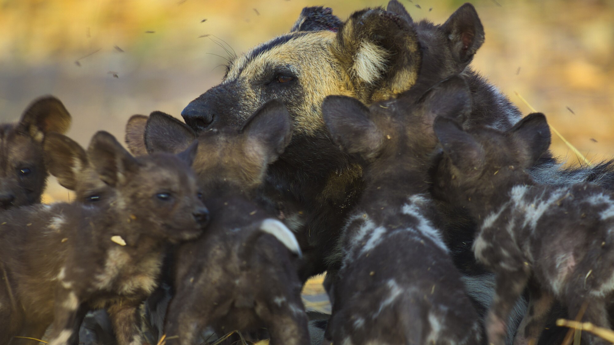 Adult dog surrounded by pups. (National Geographic for Disney+/Bertie Gregory)