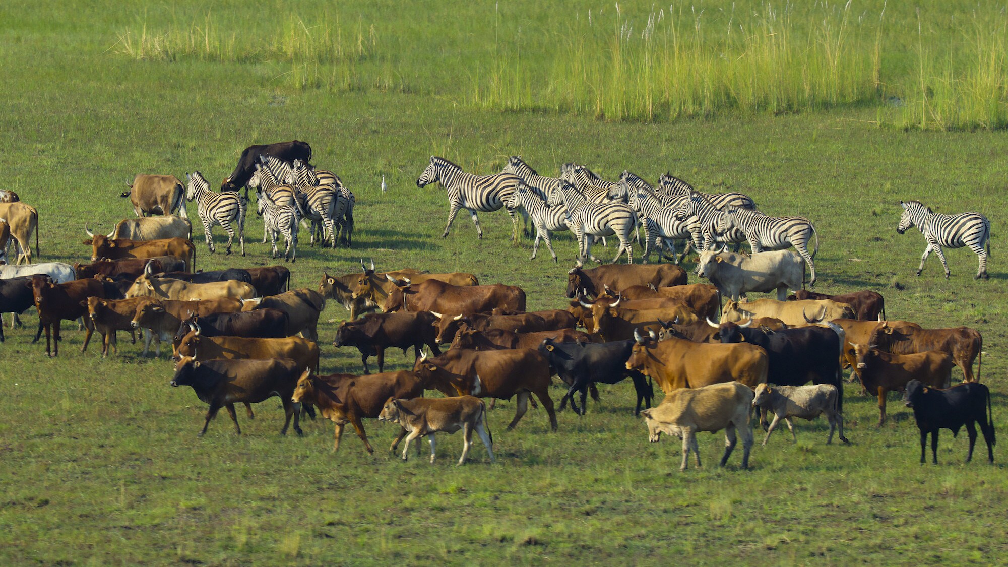 Cattle and Zebra on the plains. (National Geographic for Disney+/Bertie Gregory)