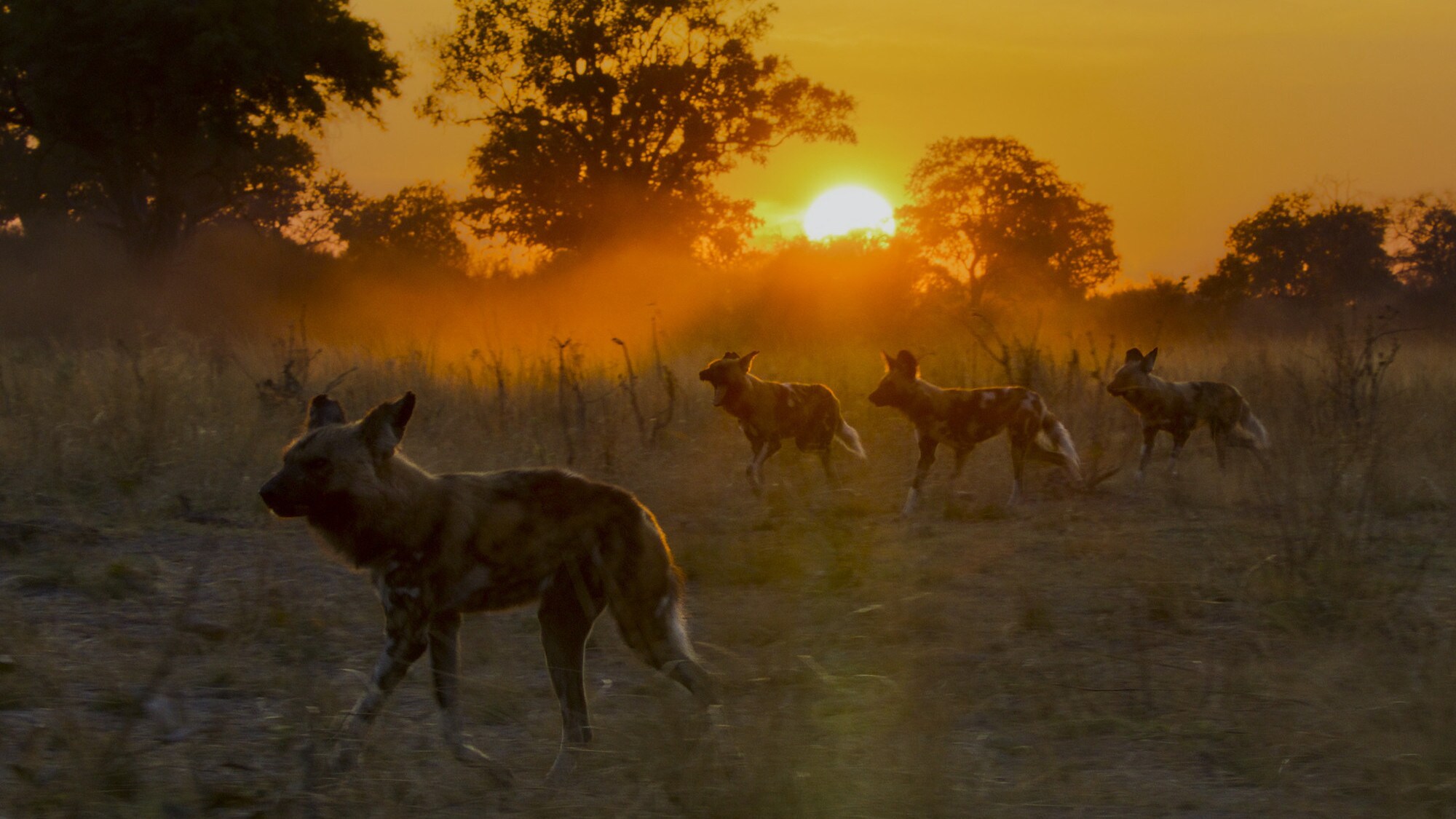 Sunsetting behind a pack of dogs. (National Geographic for Disney+/Sam Stewart)