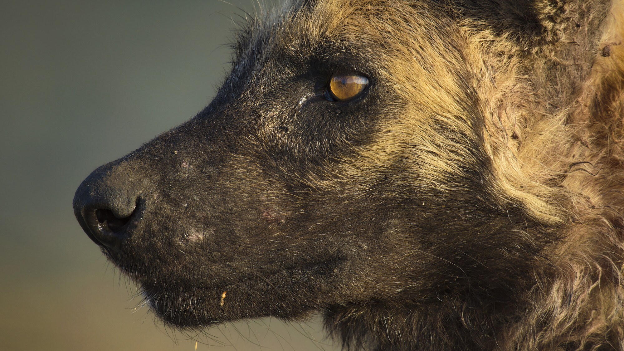 Side view of a dog's face. (National Geographic for Disney+/Bertie Gregory)