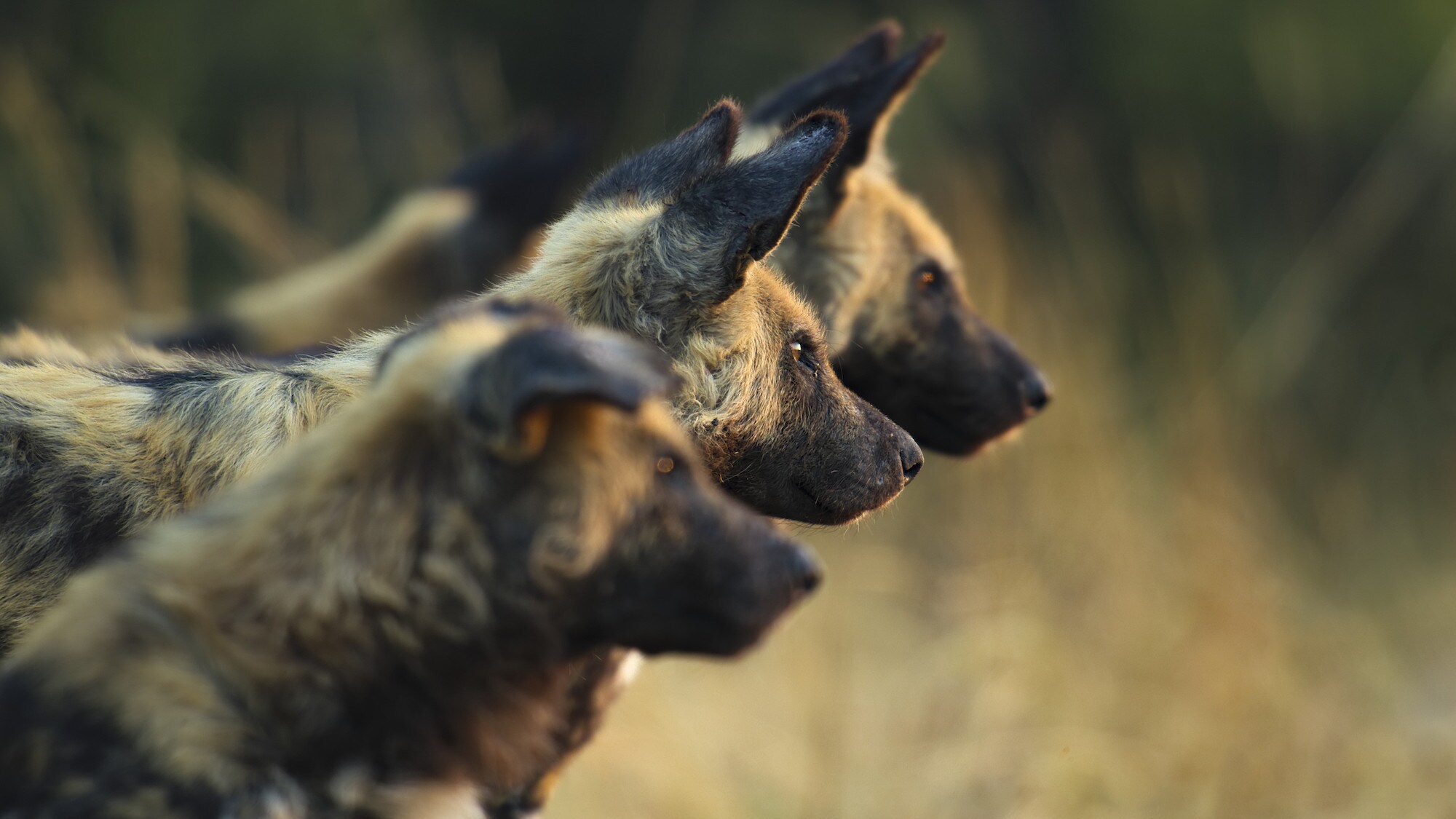 Side shot of three dogs.(National Geographic for Disney+/Bertie Gregory)