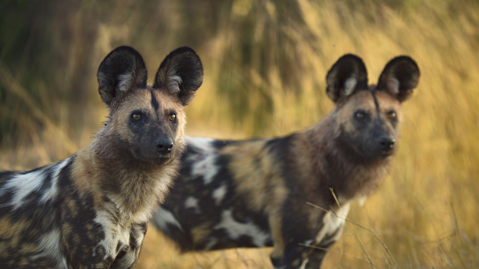 A pair of wild dogs. (National Geographic for Disney+/Bertie Gregory)