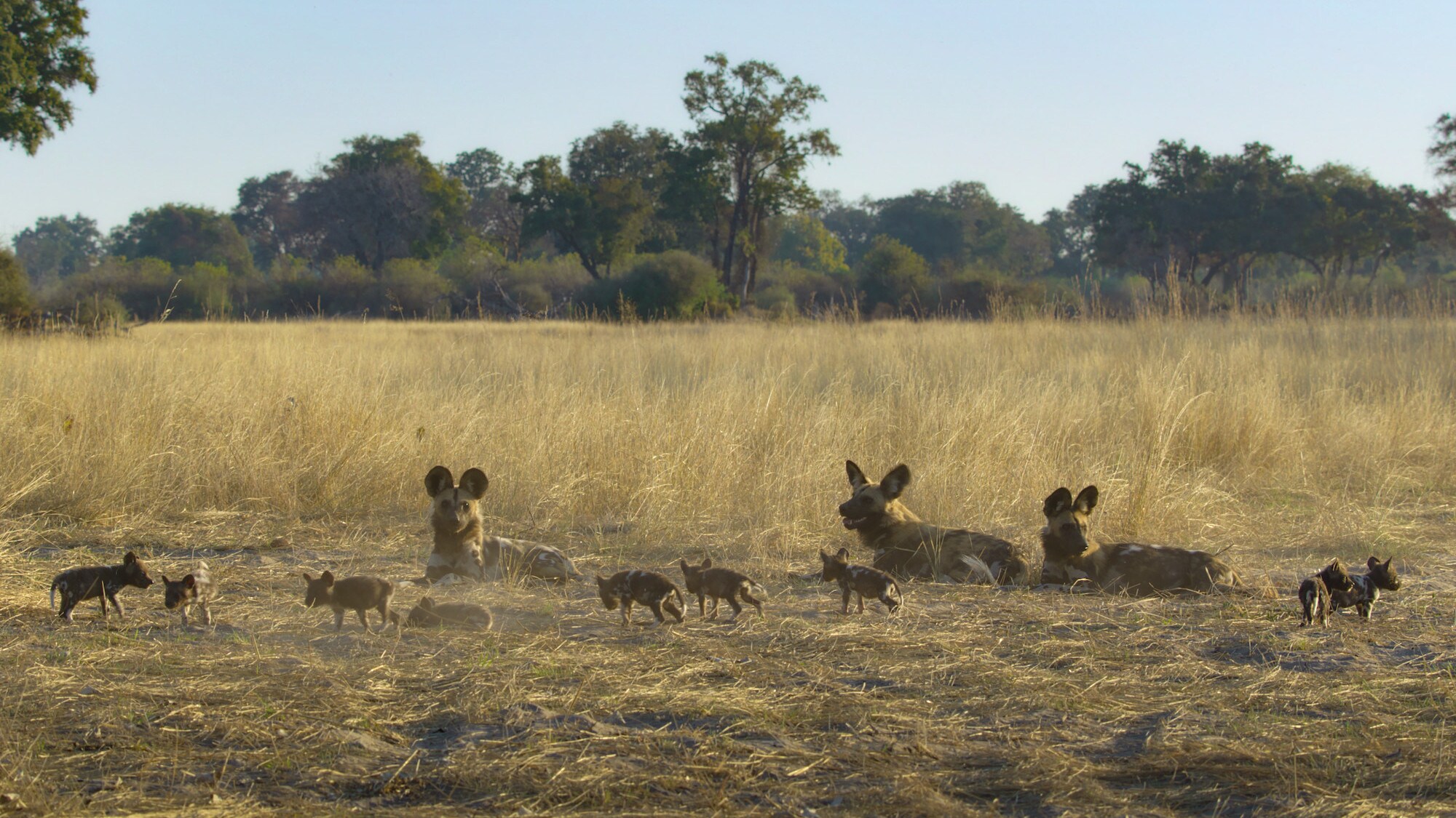 Adult Wild Dogs lying in the grass surrounded by a litter of playing pups. (National Geographic for Disney+/Bertie Gregory)