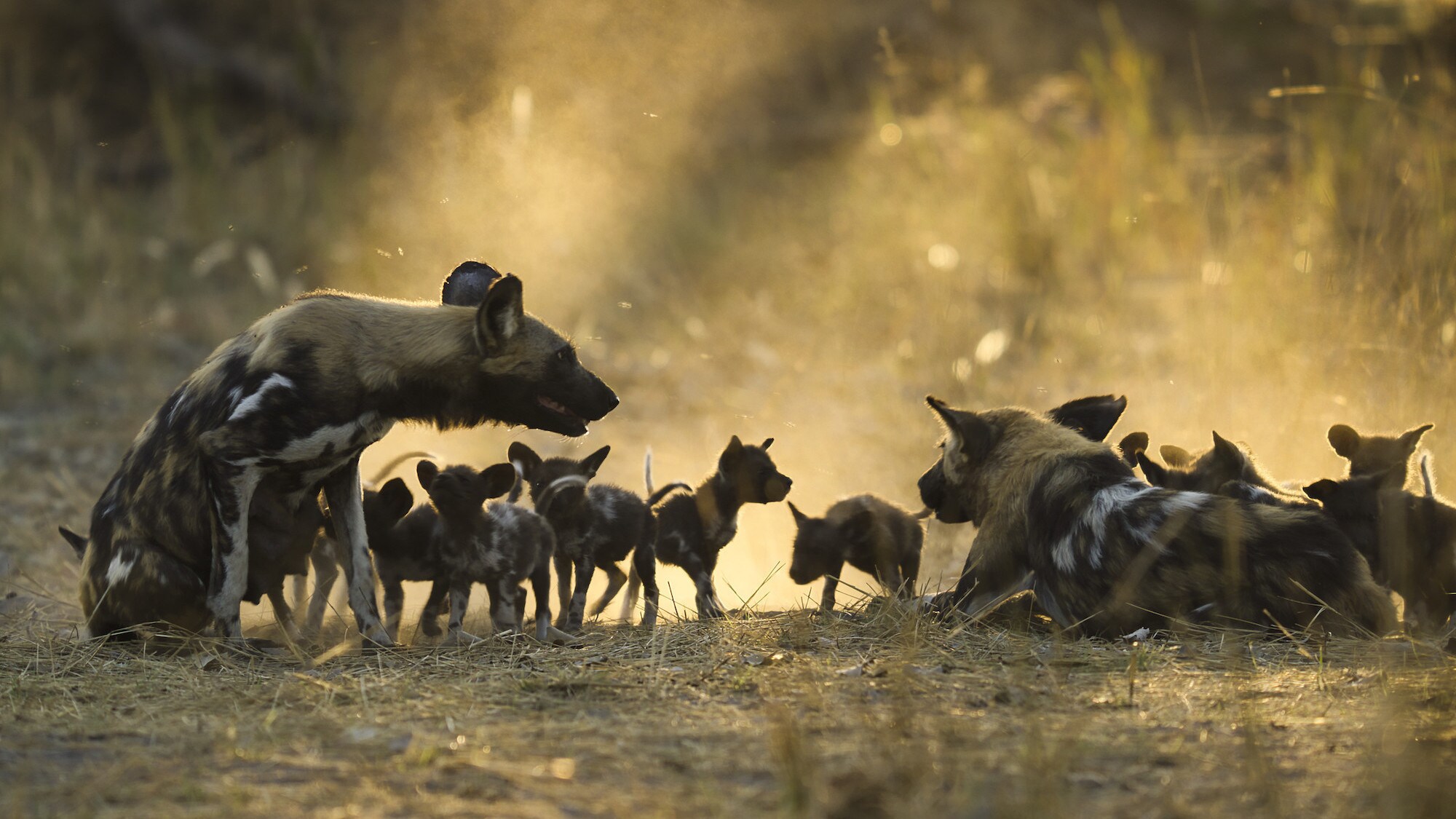 A pair of adult Wild Dogs with a litter of pups. (National Geographic for Disney+/Bertie Gregory)