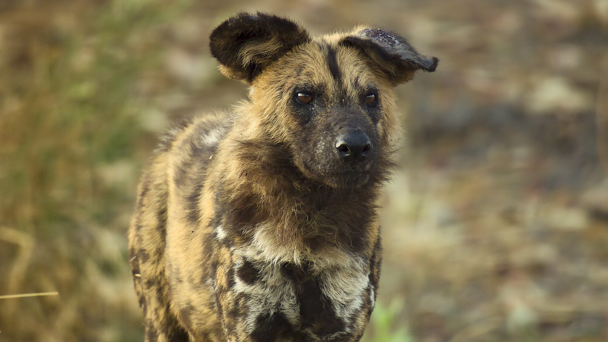 Wild Dog, with floppy ear, looking at camera. (National Geographic for Disney+/Bertie Gregory)