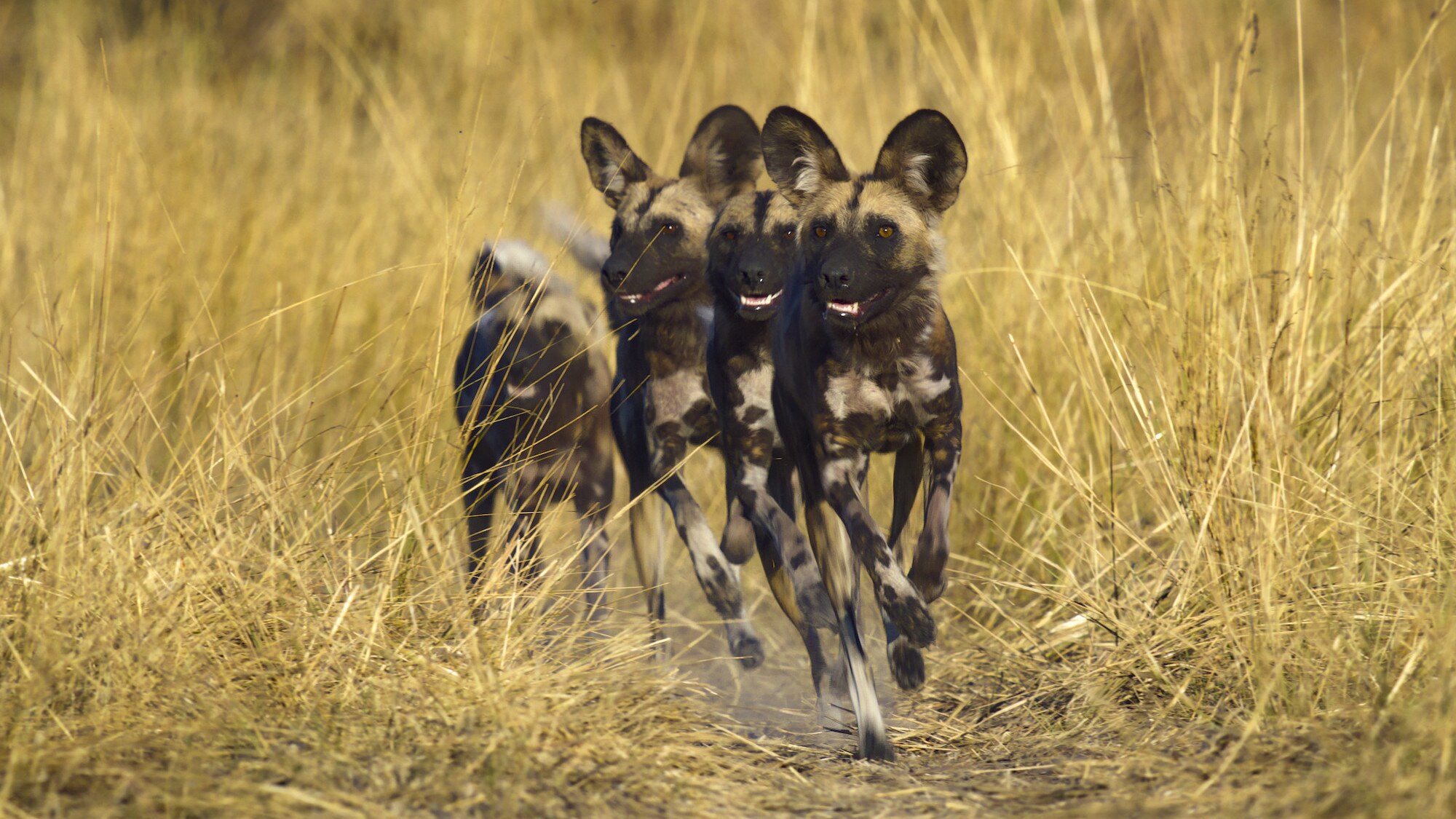Four wild dogs. (National Geographic for Disney+/Bertie Gregory)