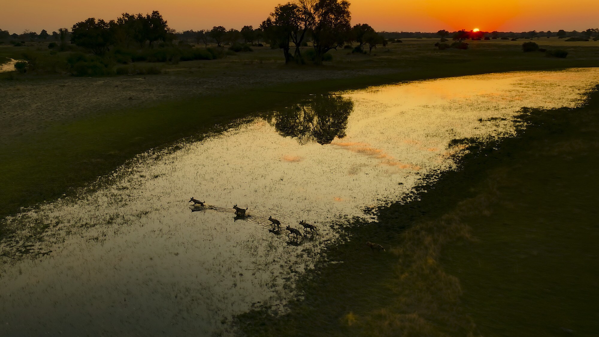 Aerial shot of five Wild Dogs crossing a river. (National Geographic for Disney+/Bertie Gregory)