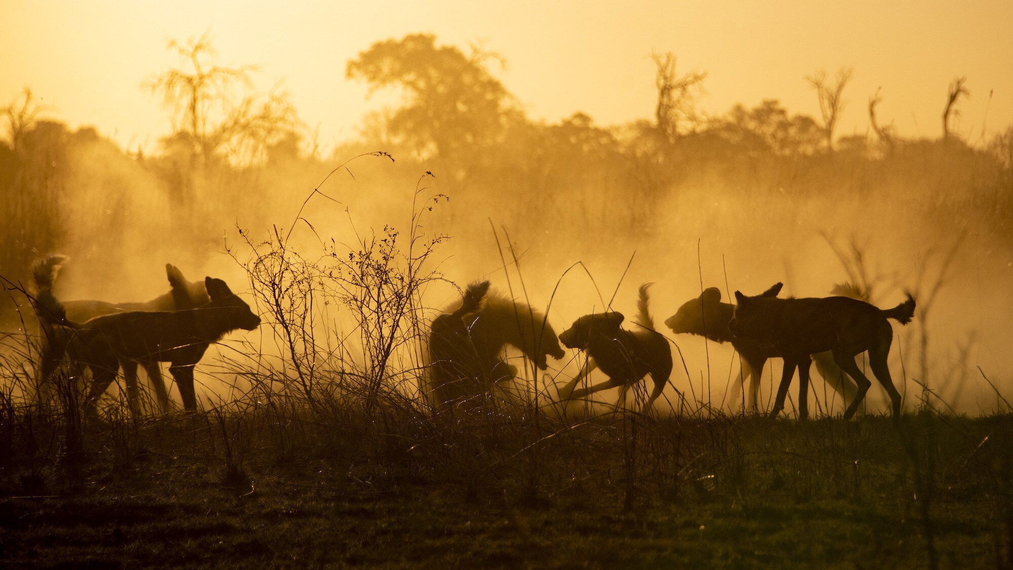 Dusty shot of a group of Wild Dogs at sunset. (National Geographic for Disney+/Devon Jenkin)