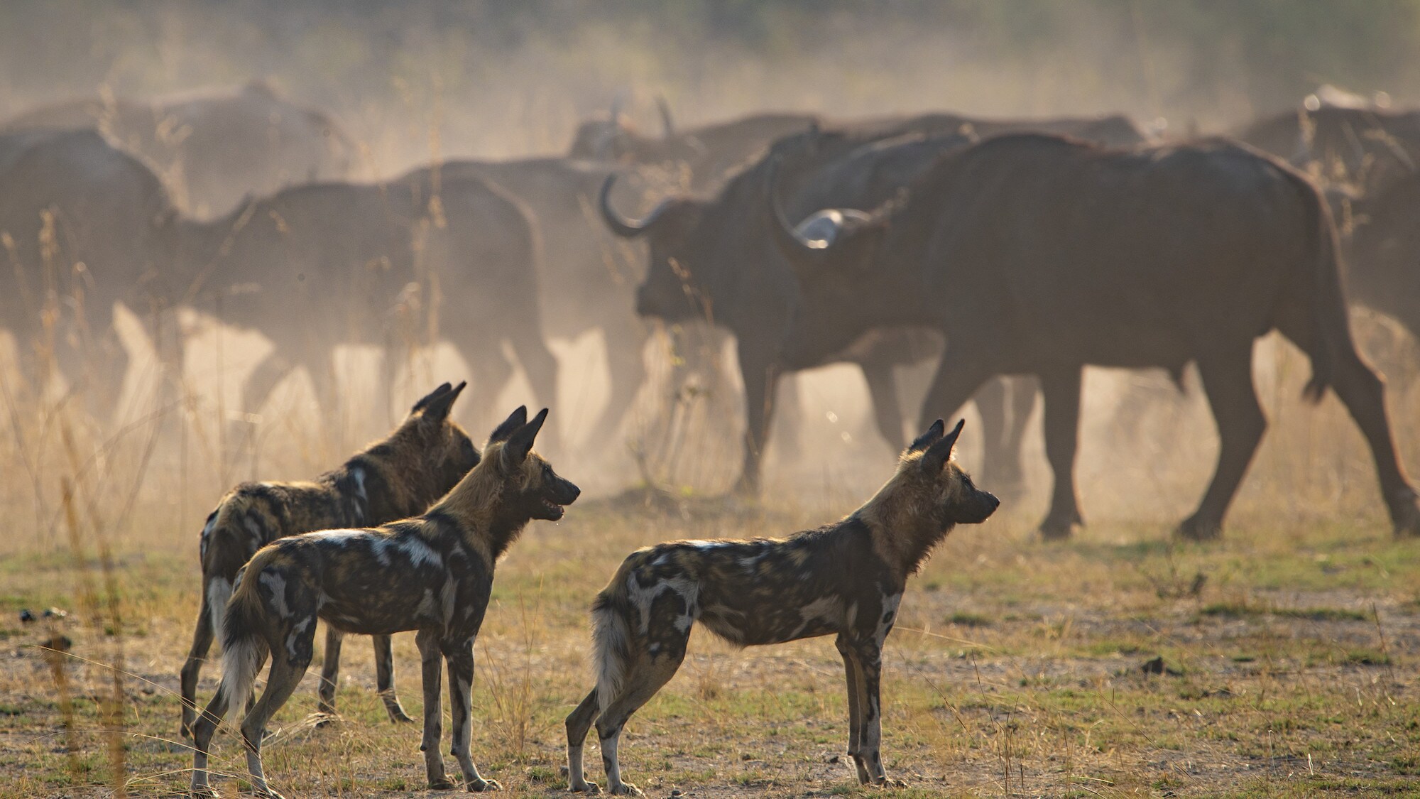 Dusty shot of three Wild Dogs facing a herd of Wildebeest. (National Geographic for Disney+/Anna Dimitriadis)