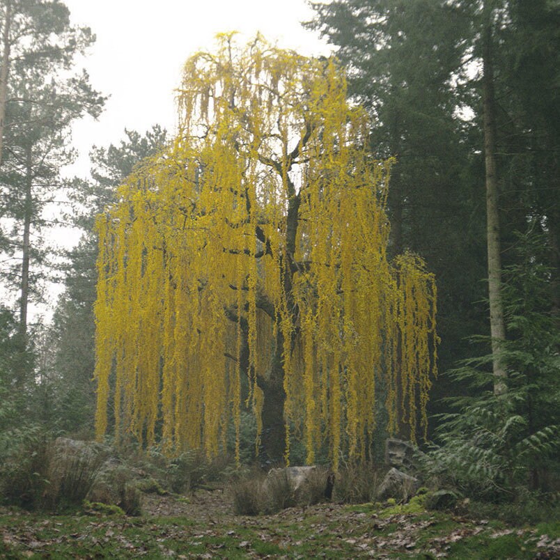 Bunta tree