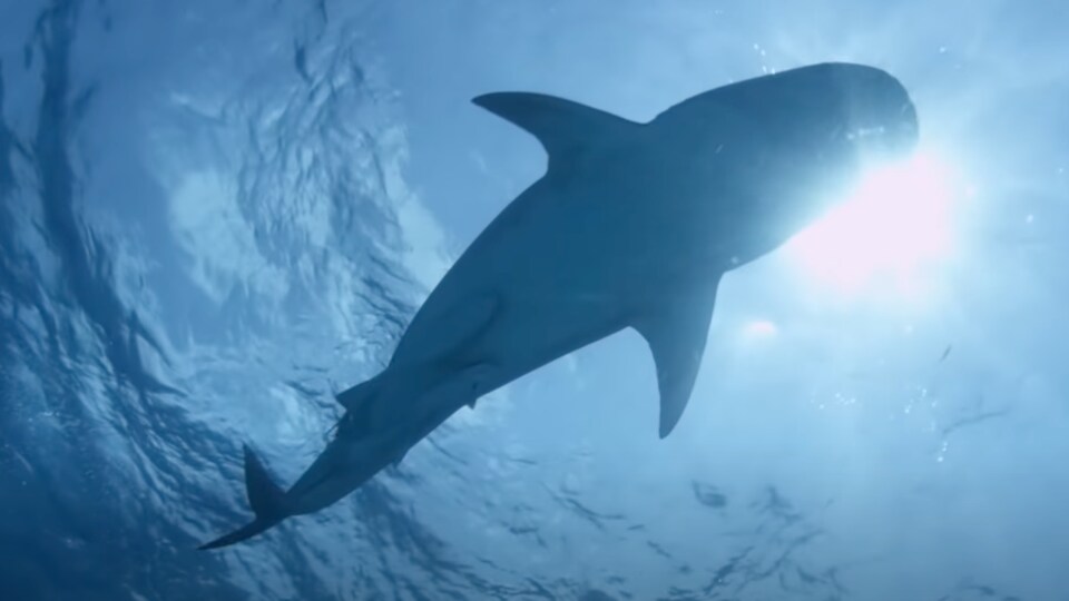 ataques de animales mortales