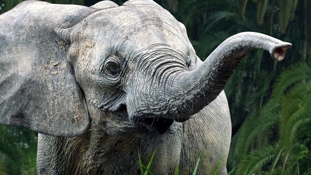 'Segredos dos Elefantes': documentário narrado por Natalie Portman chega ao Disney+