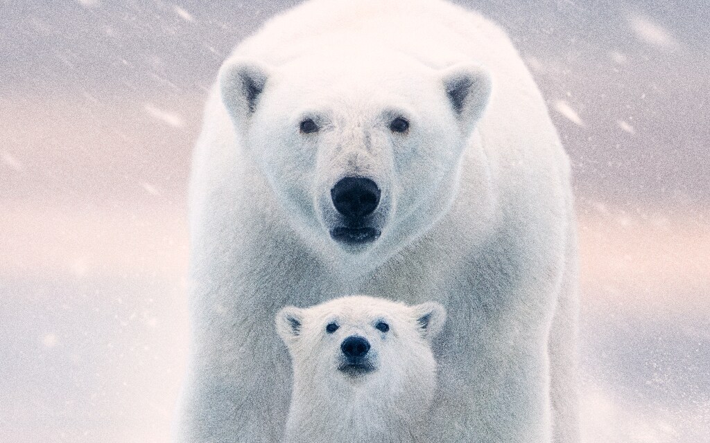 Dia da Terra: A Ursa Polar