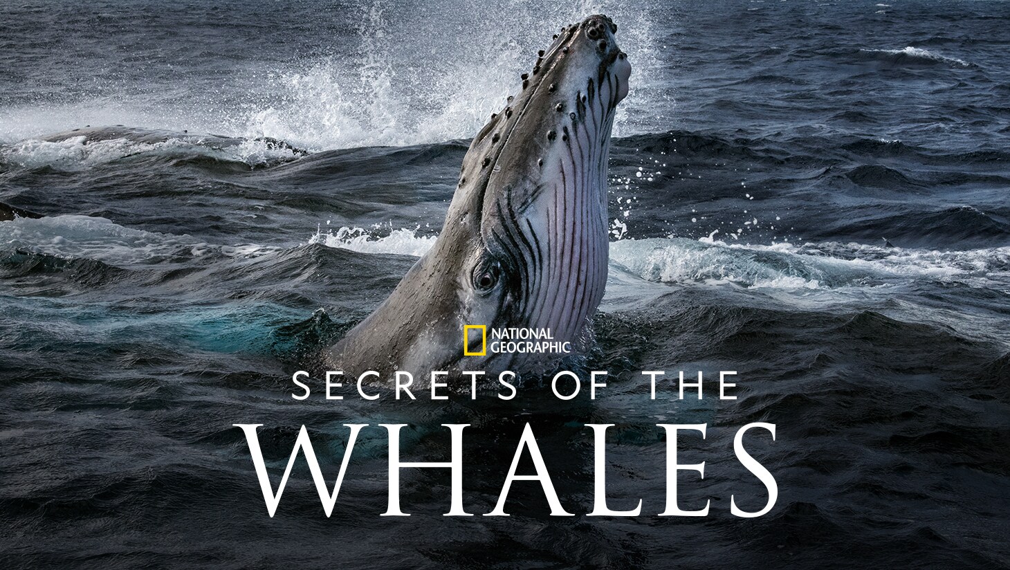 Secrets of the Whales keyart