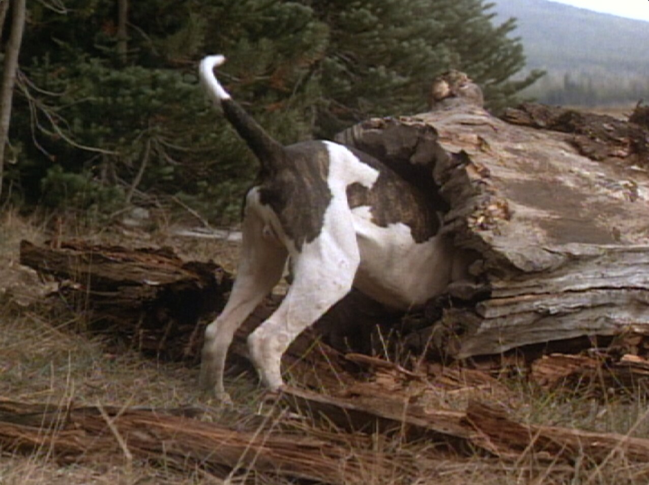 Chance gets skunked in Homeward Bound