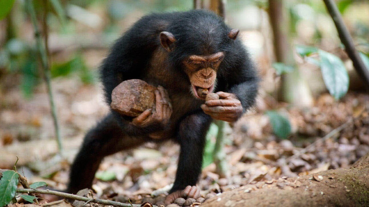 Oscar, a chimpanzee, with food he found in the African jungle