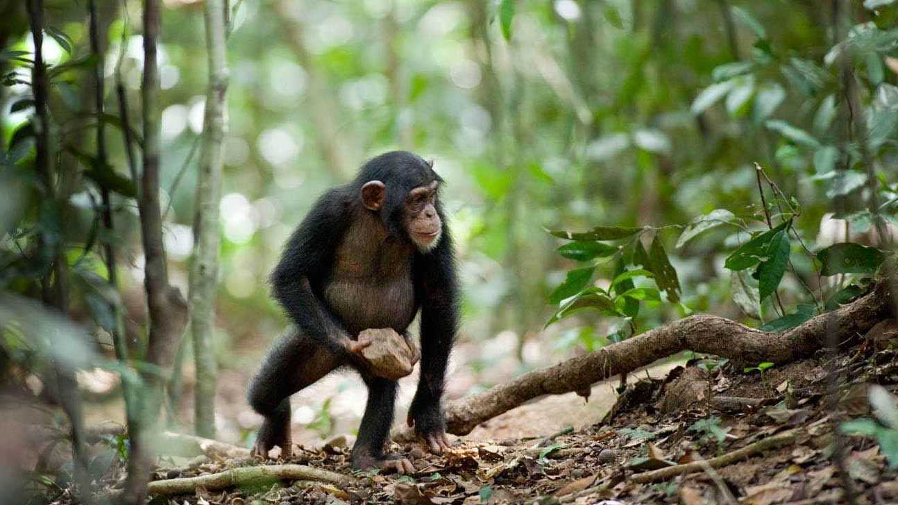 Oscar, a young chimpanzee, walking in an African forest