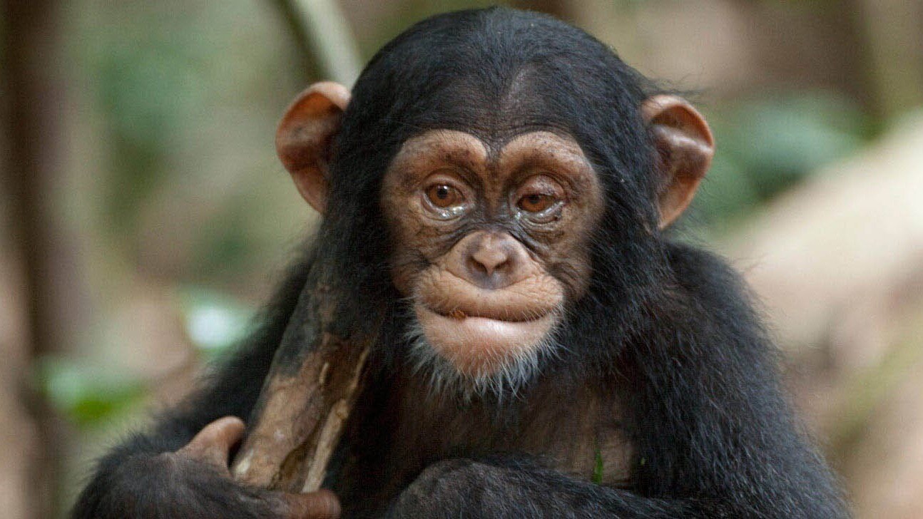 Oscar, a young chimpanzee, with tears in his eyes