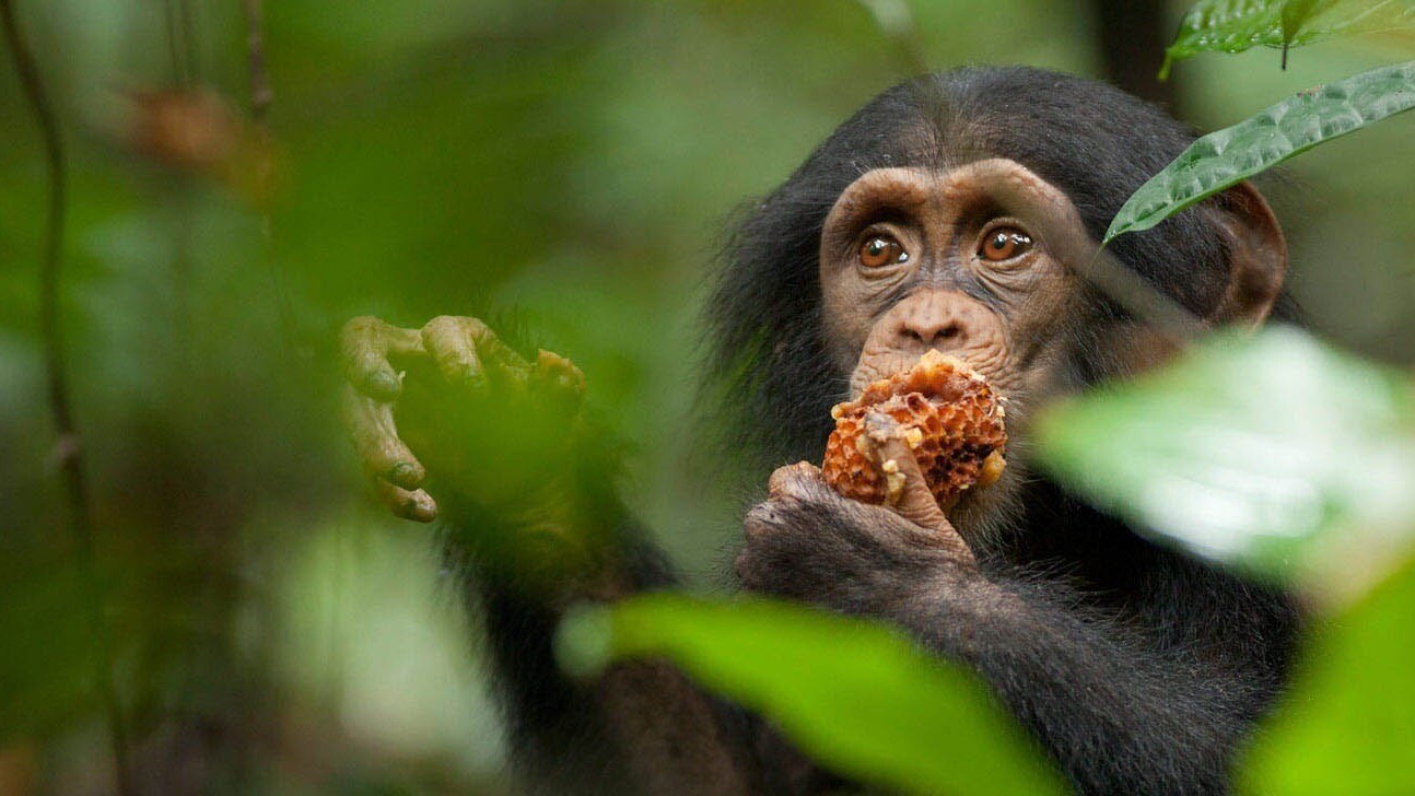 Oscar, a young chimpanzee, eating honeycomb an African forest