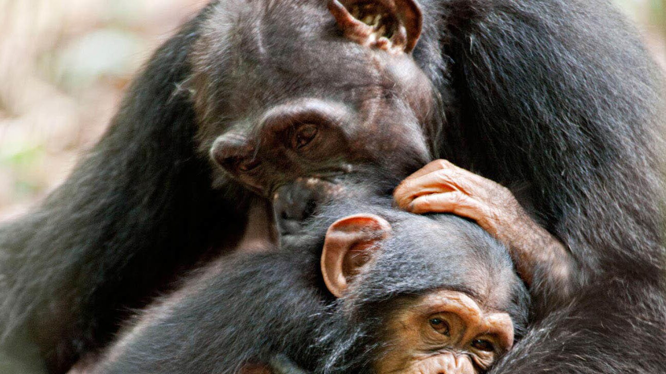 Oscar, a young chimpanzee, hugging his mother.