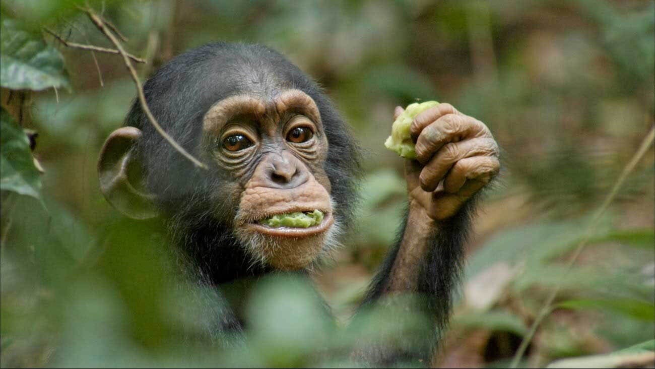 Oscar, a chimpanzee, eating Sacaglottis fruit in the African forest