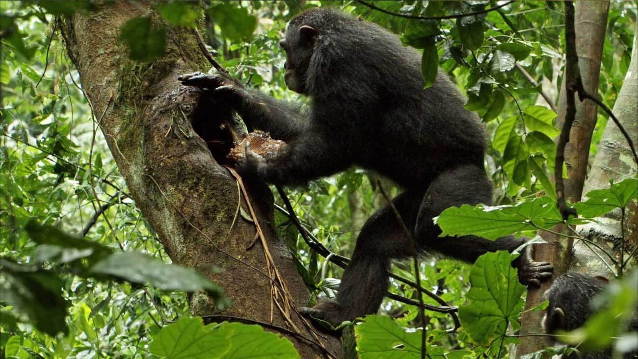 A chimpanzee atop a tree in the African forest