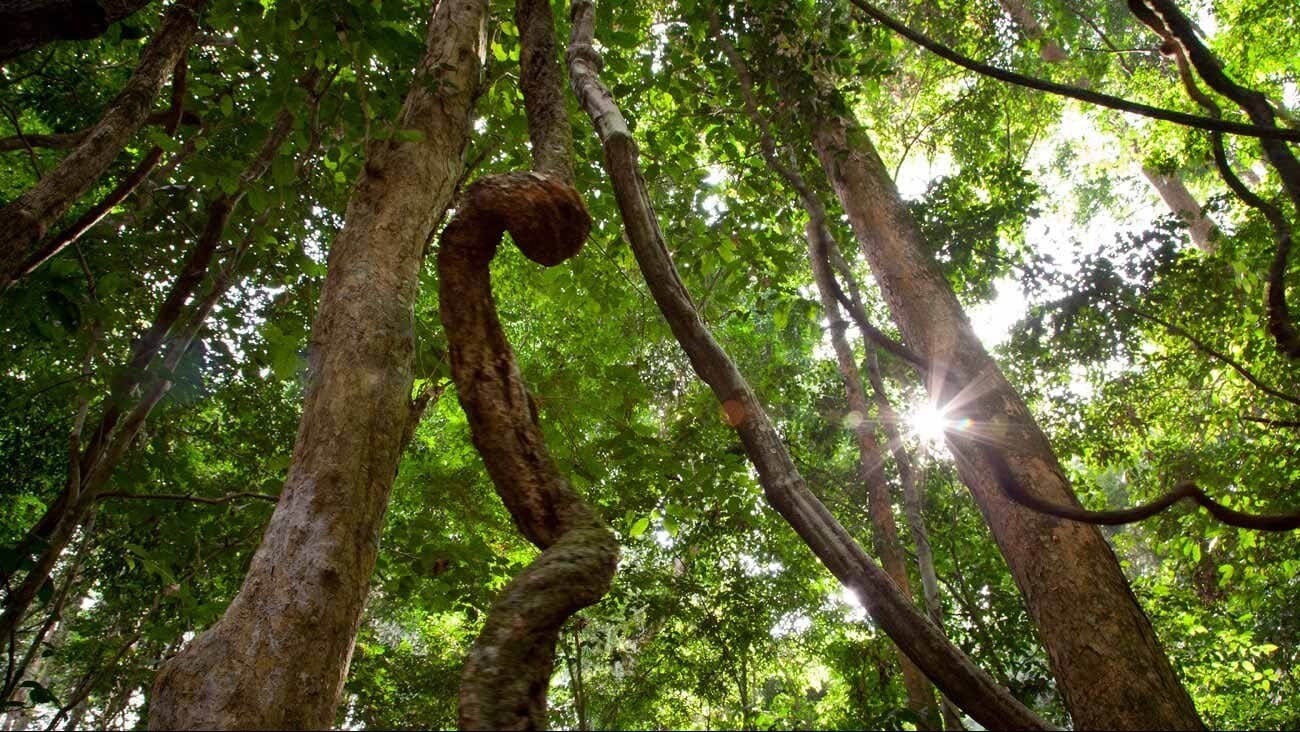 Photo looking up from within an African forest