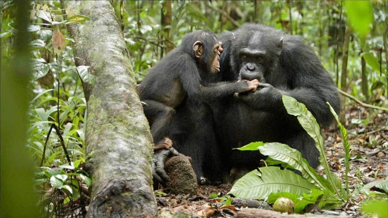 A baby chimpanzee holding the hand of an adult chimpanzee in an African forest