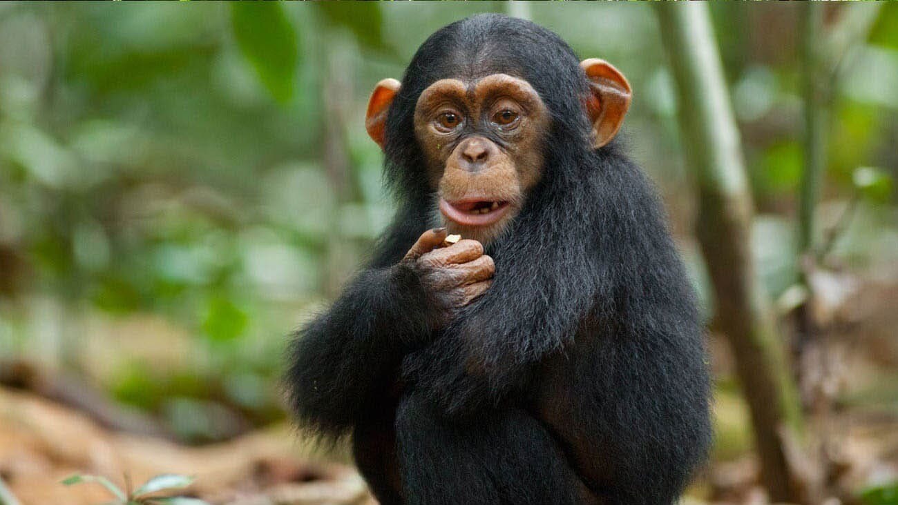 Oscar, a baby chimpanzee, in an African forest