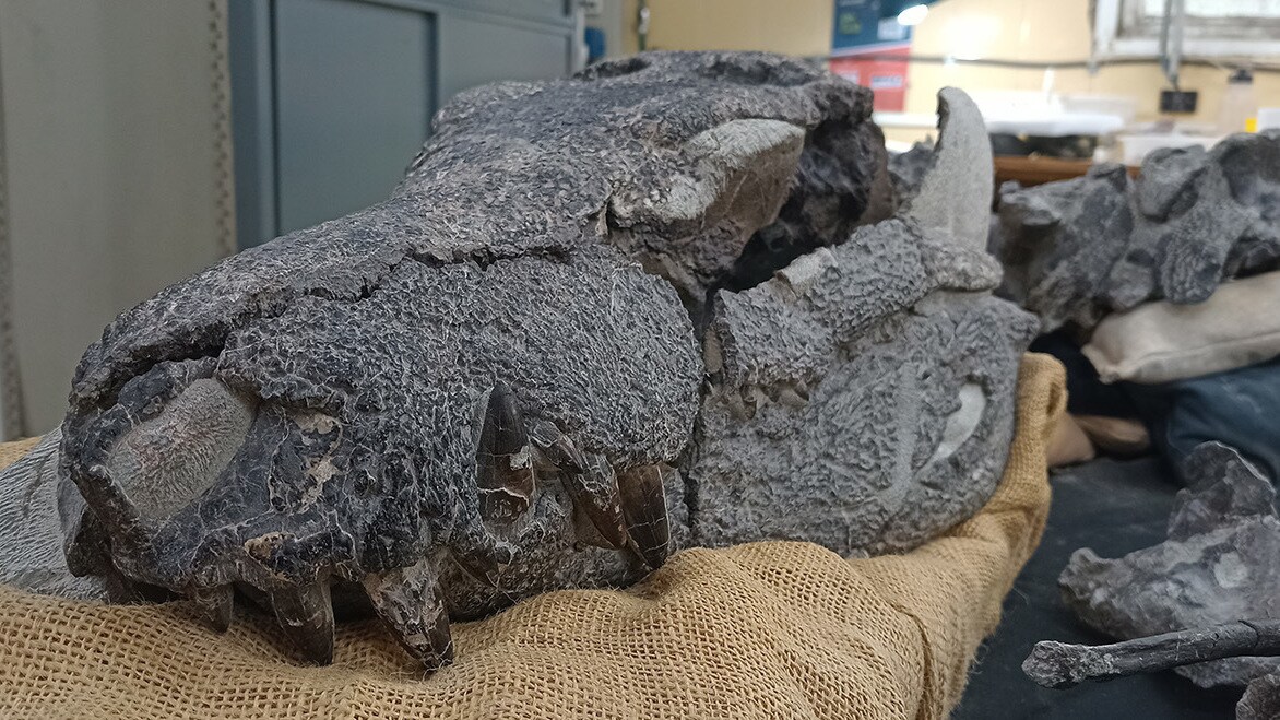 DESCUBREN UNA NUEVA ESPECIE DE COCODRILO CARNÍVORO DE 70 MILLONES DE AÑOS EN EL SUR DE LA PATAGONIA ARGENTINA