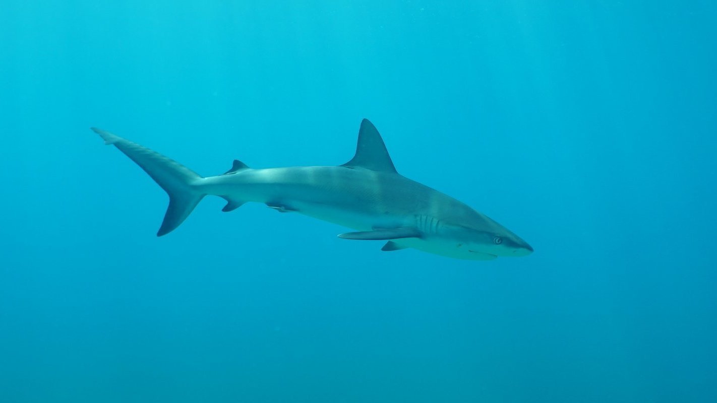 Czy rekin może żyć 400 lat? 