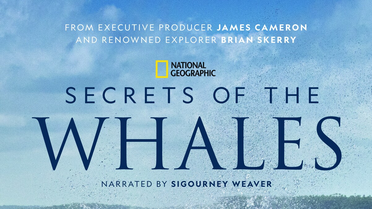 SECRETS OF THE WHALES - From executive producer and National Geographic Explorer-at-Large James Cameron and National Geographic Explorer Brian Skerry comes SECRETS OF THE WHALES. Narrated by Sigourney Weaver, the four-part event series tells the stories of the extraordinary cultures of five different whale species. (National Geographic)