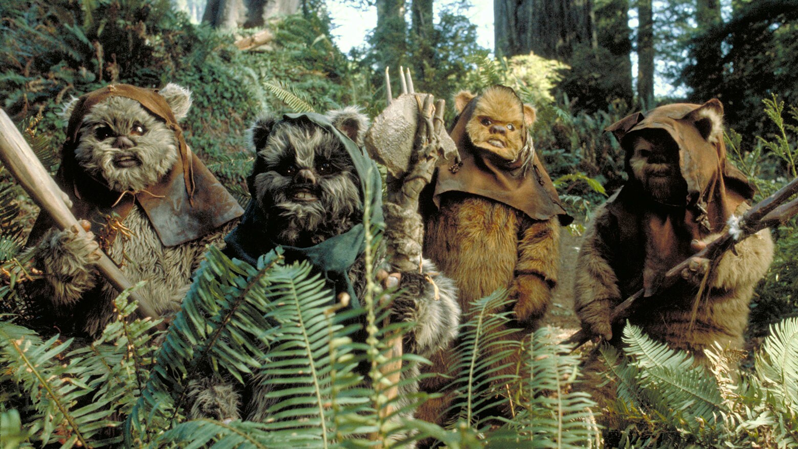 the little bears in star wars