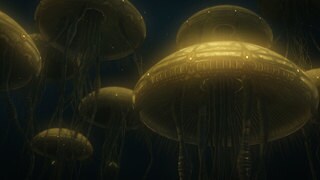 Hydroid Medusa