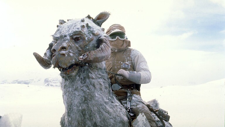 A tauntaun.