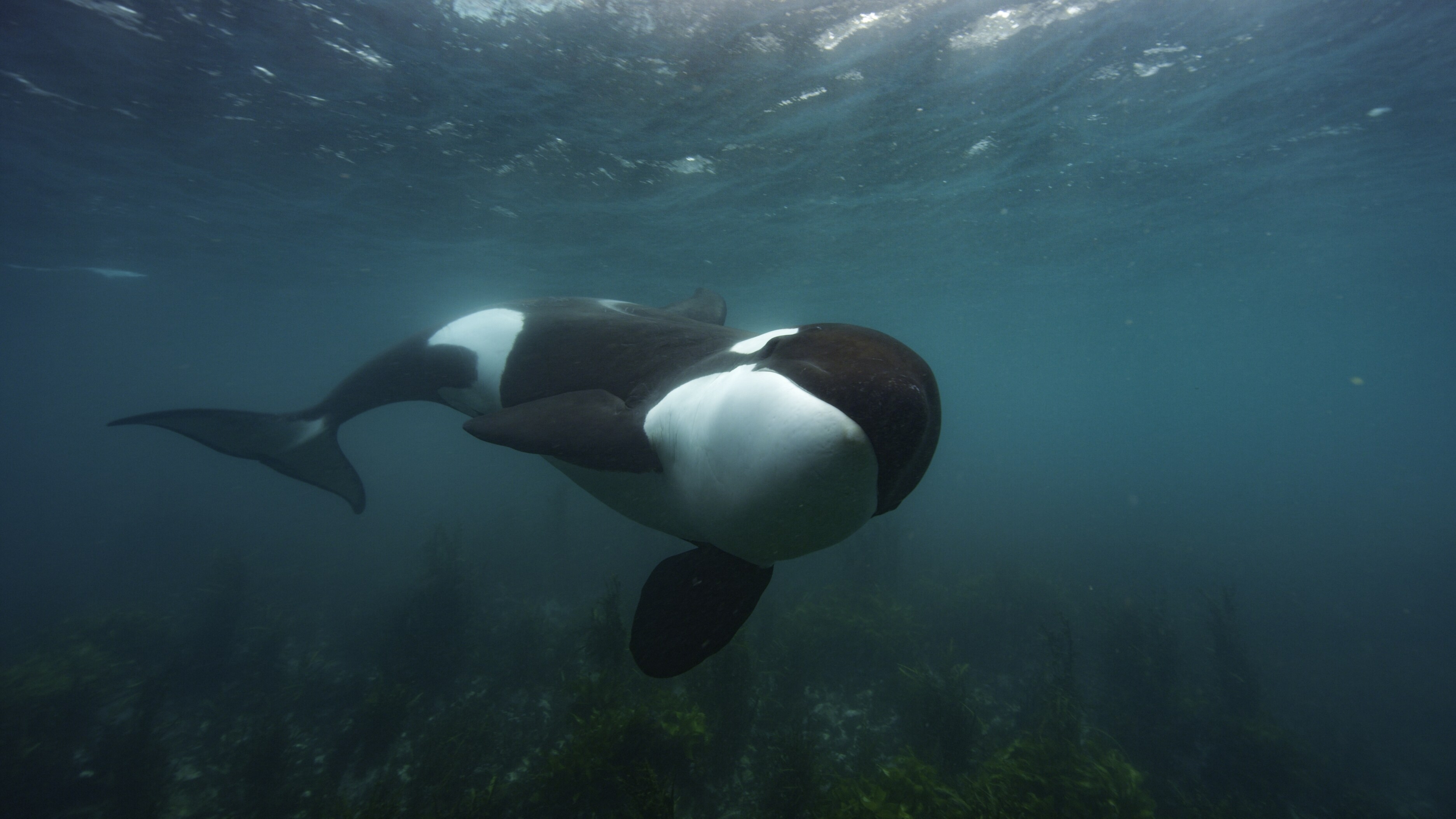 Orcas in New Zealand follow a unique hunting technique: taking stingrays off the bottom - sometimes in very shallow water. (National Geographic for Disney+/Kina Scollay)