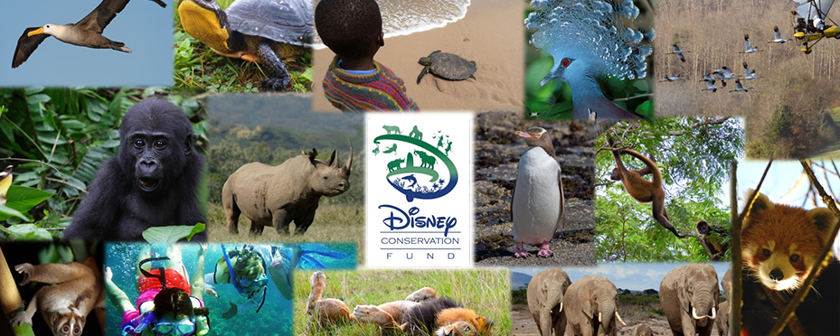 Conheça os projetos beneficiados pelo Fundo de Conservação da Disney