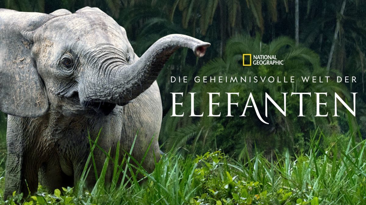 Die geheimnisvolle Welt der Elefanten