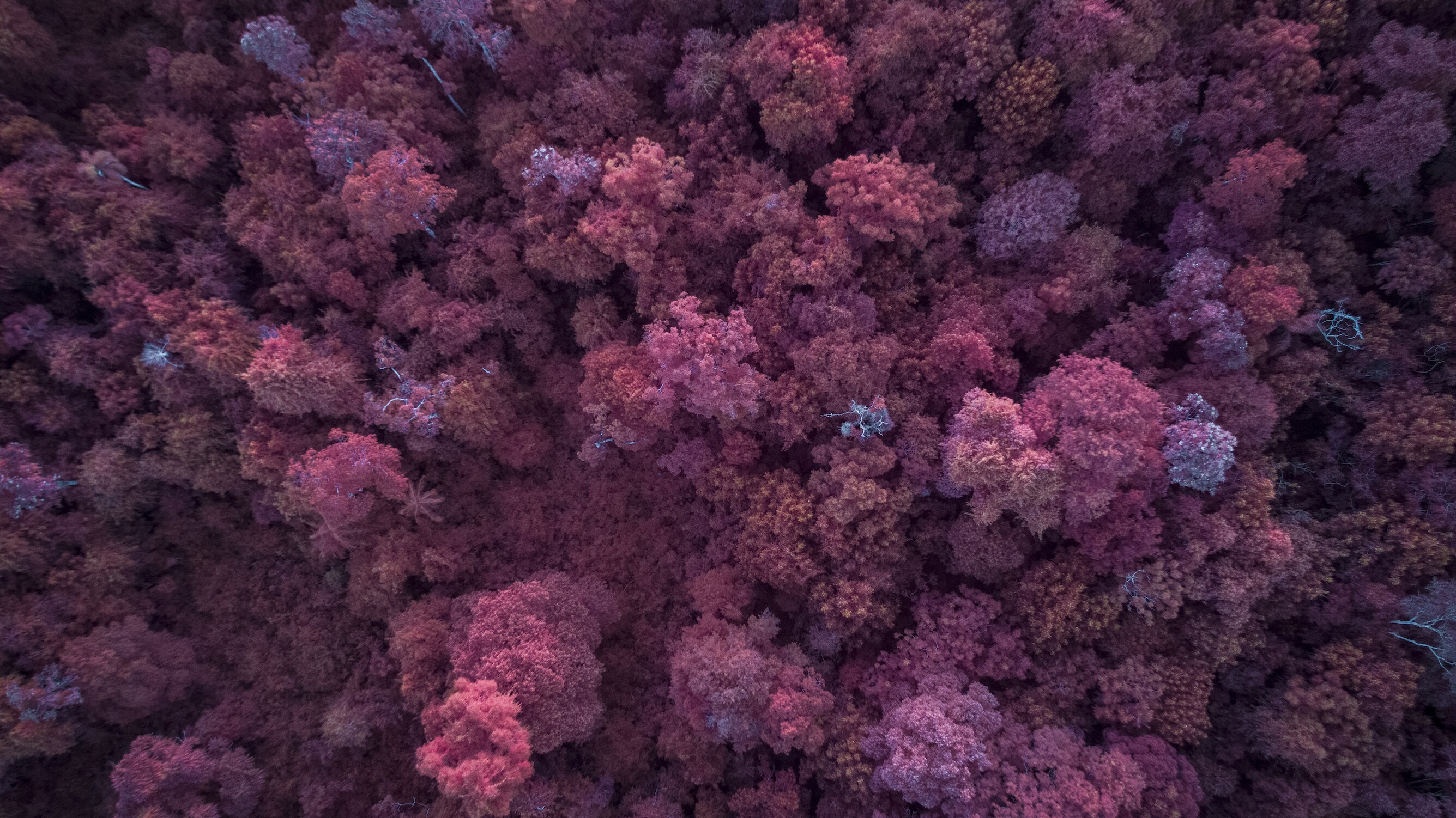 The Brazilian rainforest photographed with an infrared filter, revealing 'color' that is invisible to us.  (National Geographic for Disney+/Freddie Claire)
