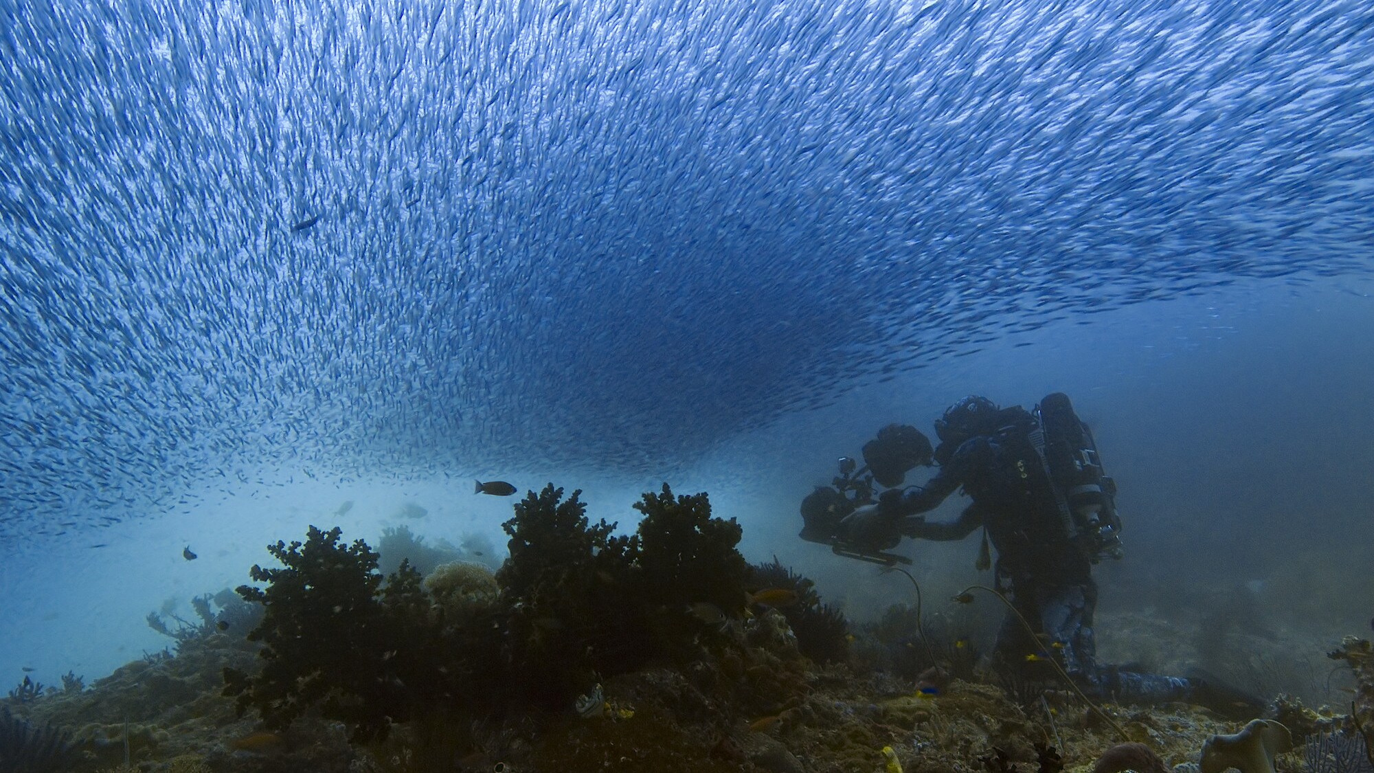 Bertie Gregory filming underwater. (National Geographic for Disney+/Dan Beecham)