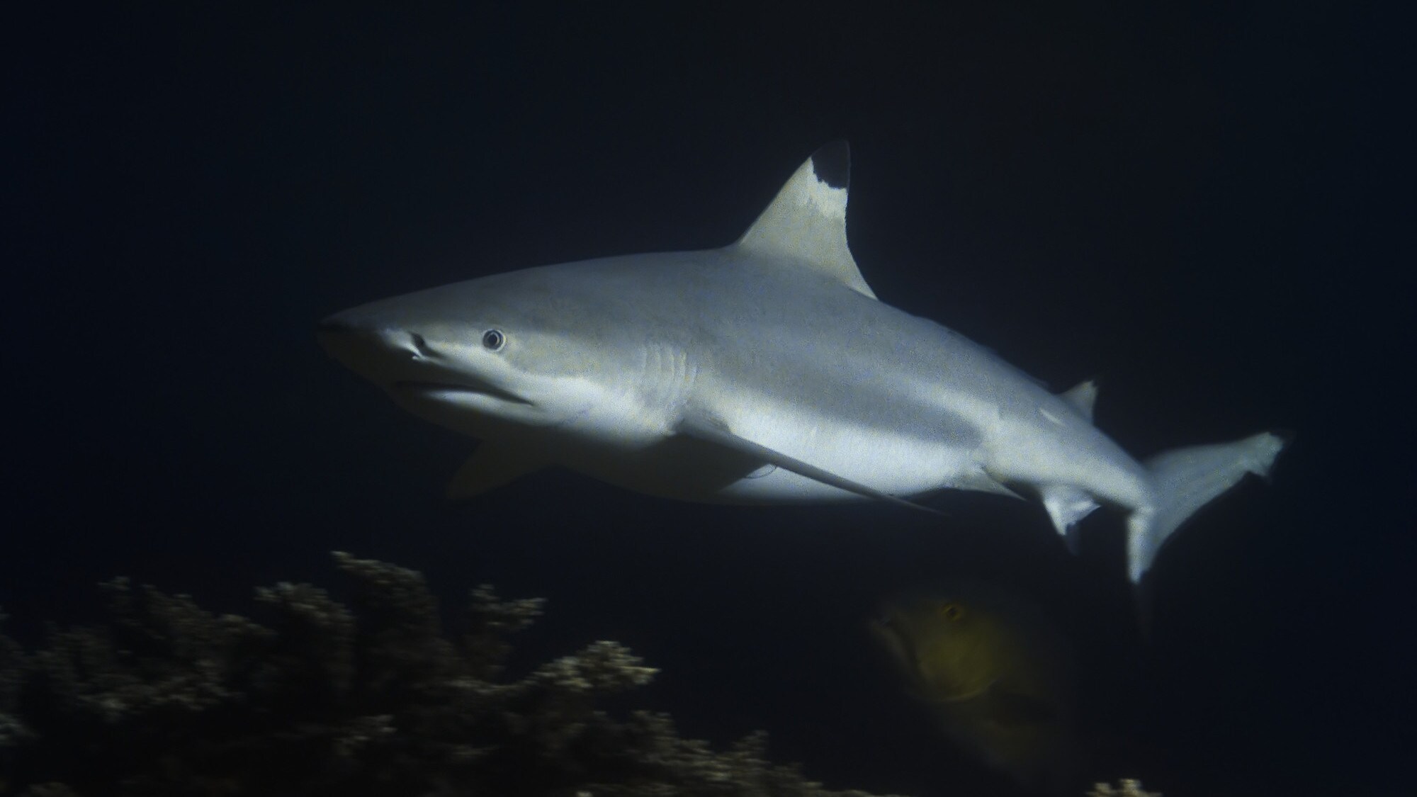 Black tip reef shark. (National Geographic for Disney+/Bertie Gregory)