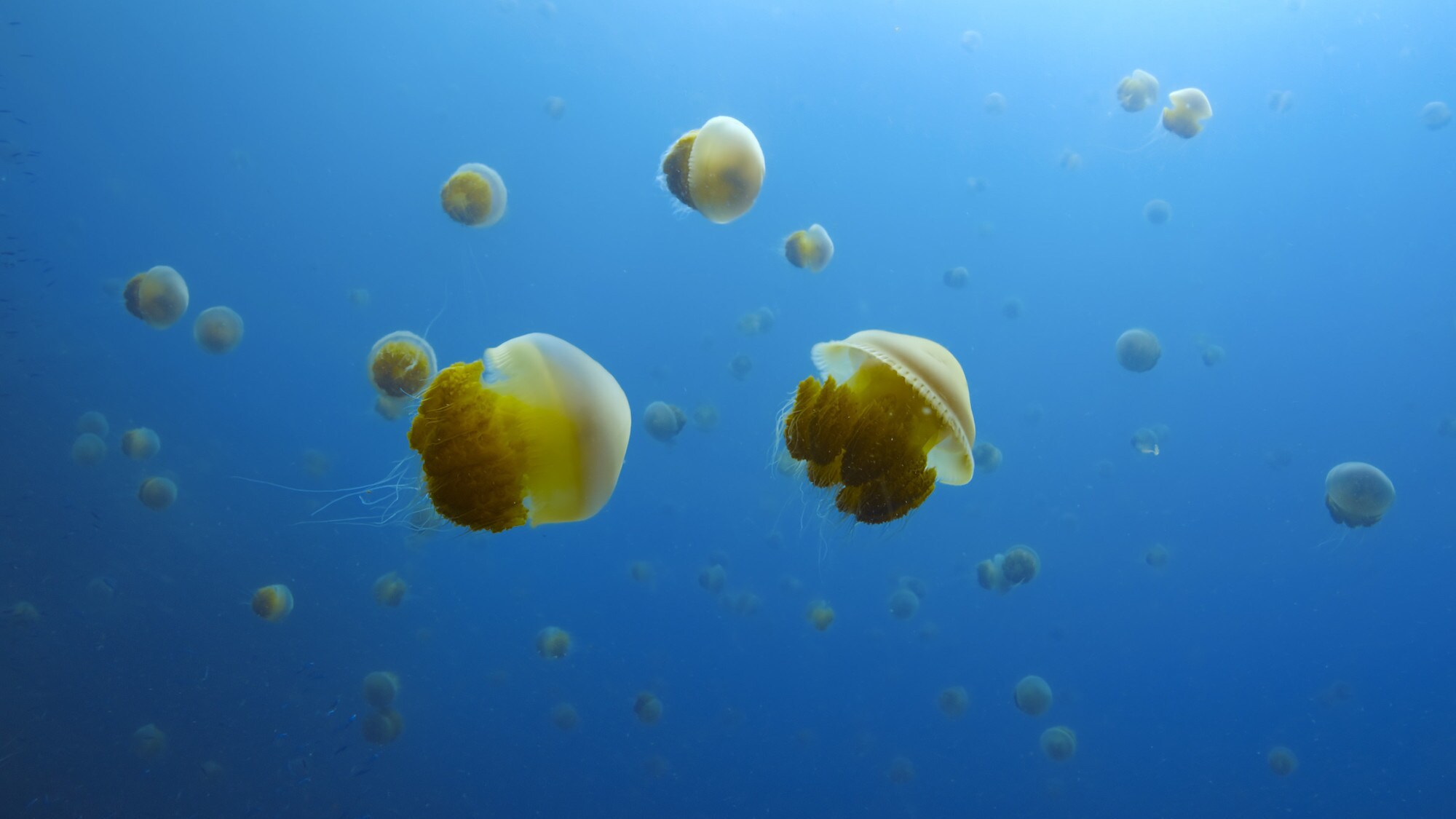 Jelly Fish against the blue of the sea.  (National Geographic for Disney+/Bertie Gregory)