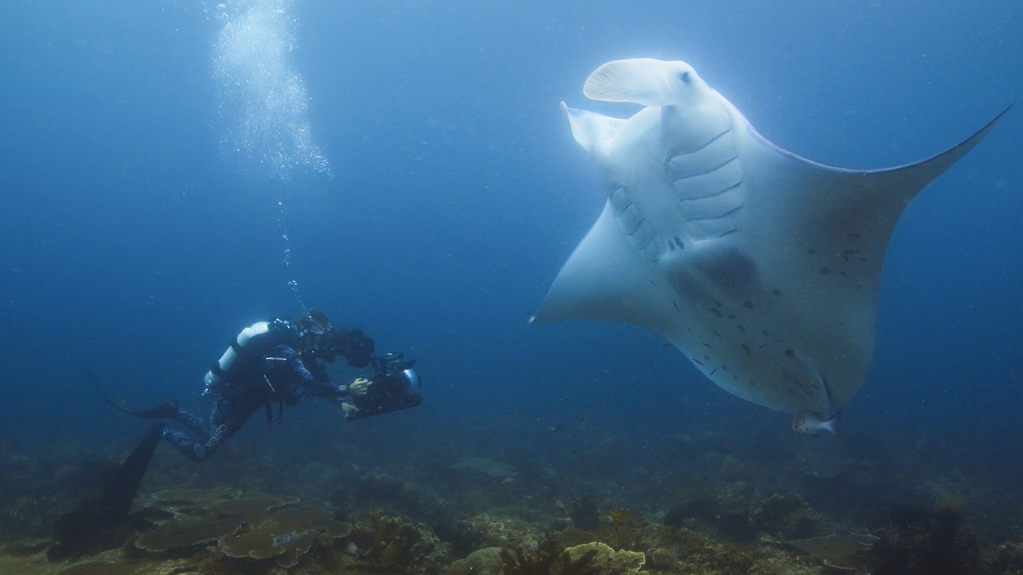 Bertie Gregory filming a Ray. (National Geographic for Disney+/Dan Beecham)