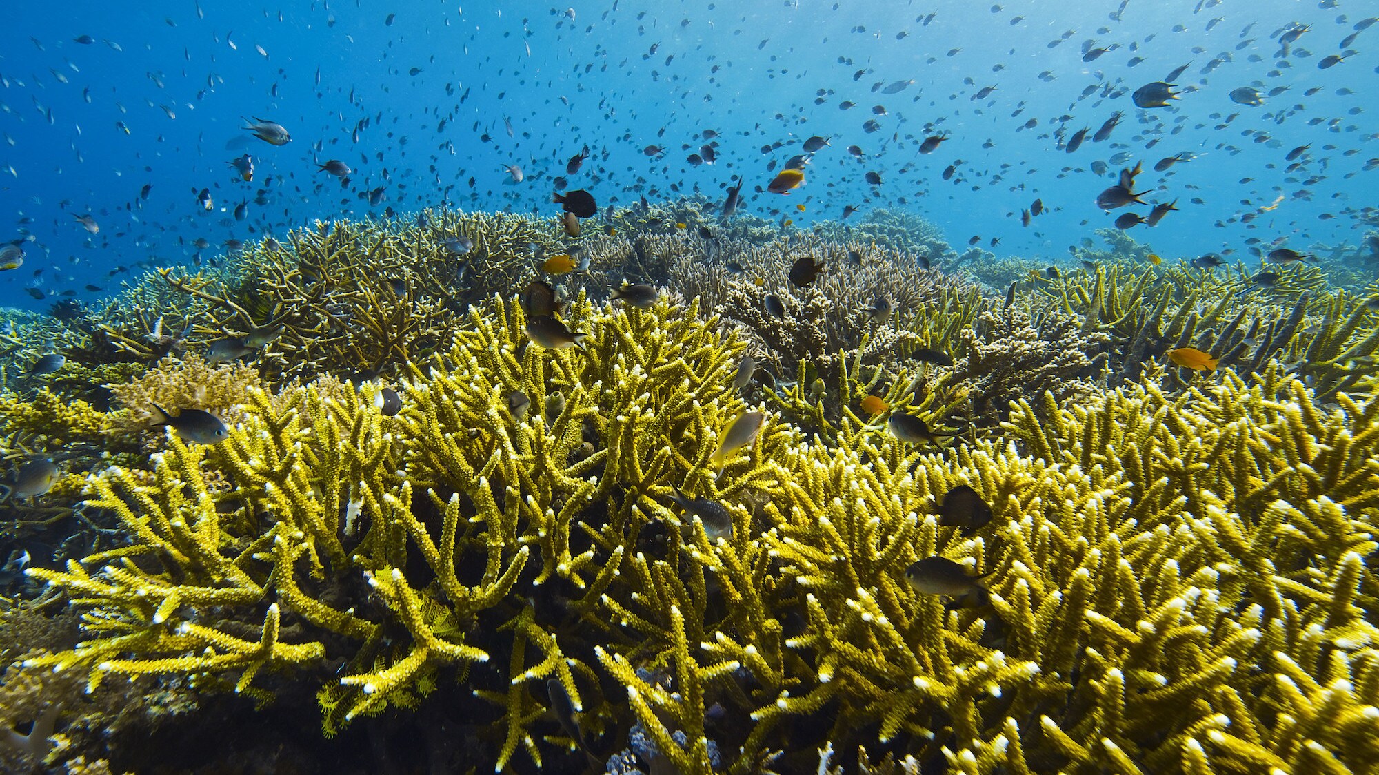 Schools of fish swimming over coral.  (National Geographic for Disney+/Bertie Gregory)